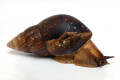 Achatina schweinfurthi simulans Congo adult